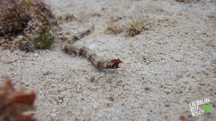 Cosmocampus albirostris