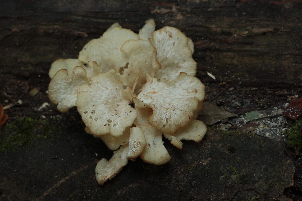 Favolus brasiliensis · April 2026 · photo: © danielsd (iNaturalist, cc-by-nc)