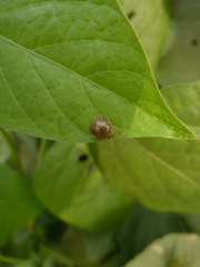 Plataspidae