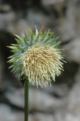 Alfredia acantholepis