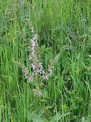 Salvia hierosolymitana