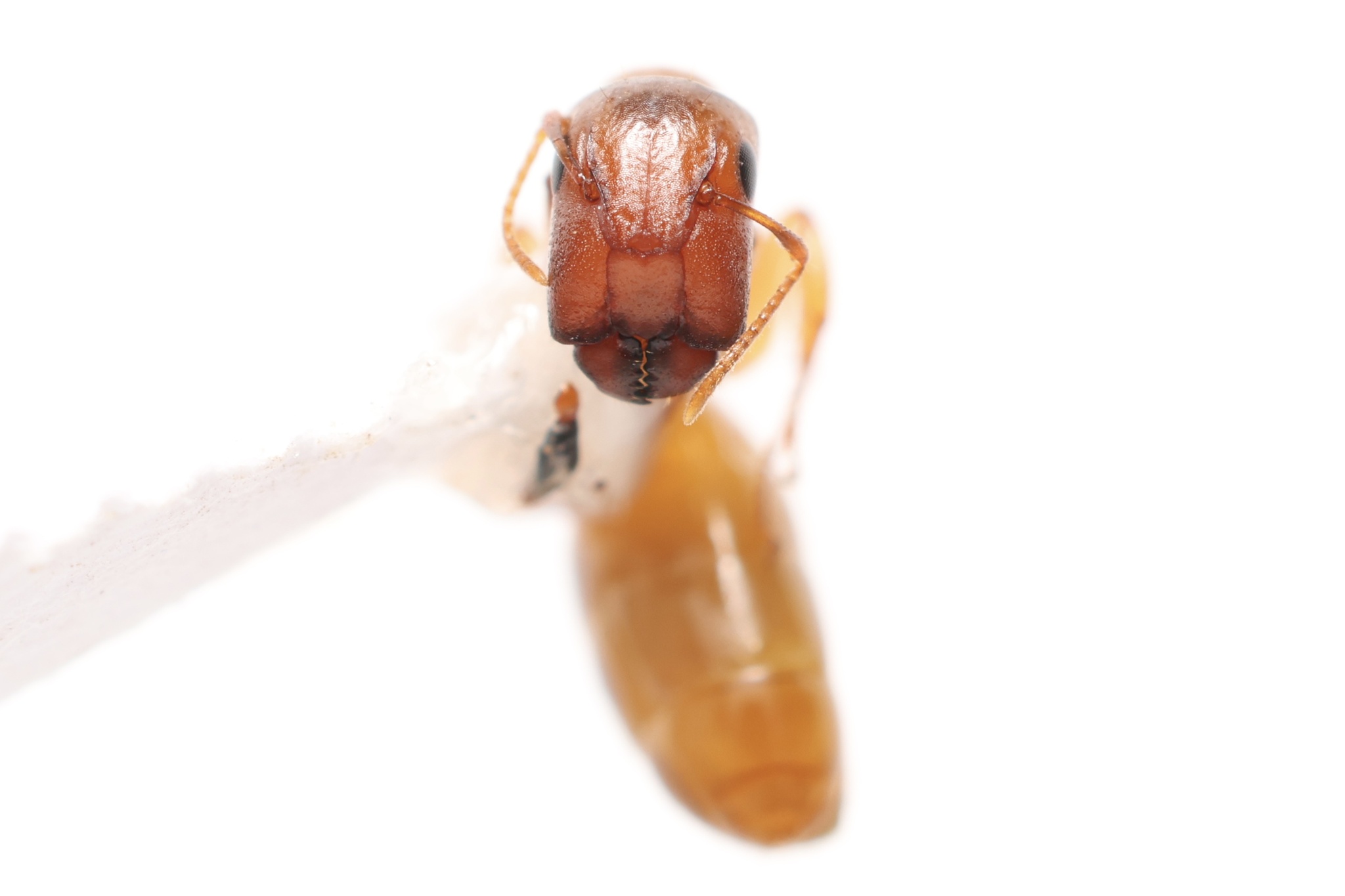 Camponotus curviscapus