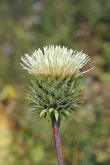 Alfredia acantholepis