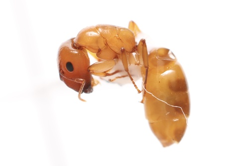 Camponotus curviscapus