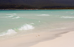 Charadrius dealbatus