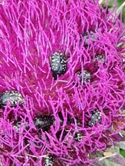 Oxythyrea noemi