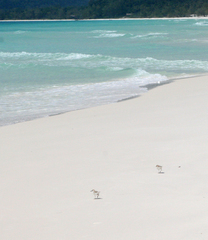 Charadrius dealbatus