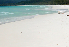 Charadrius dealbatus