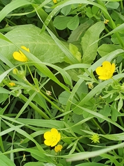Ranunculus scandicinus