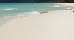 Charadrius dealbatus