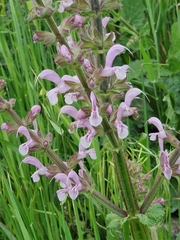 Salvia hierosolymitana