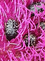 Oxythyrea noemi
