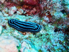 Phyllidiella