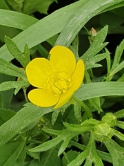 Ranunculus scandicinus