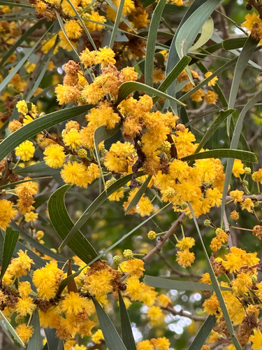 Acacia confusa