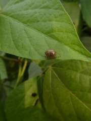 Plataspidae
