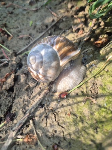 Helix pomatia