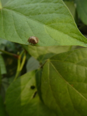 Plataspidae