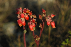 Echeveria amoena