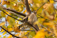 Carduelis carduelis