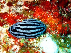 Phyllidiella