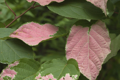 Actinidia kolomikta