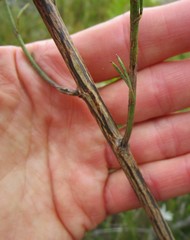 Psoralea azuroides
