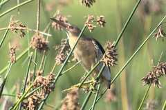 Ixobrychus minutus payesii