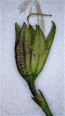 Psoralea azuroides
