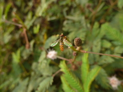 Toxomerus floralis