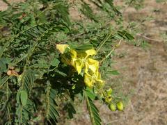 Senna auriculata image