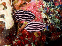 Phyllidiella