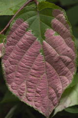 Actinidia kolomikta