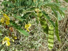 Senna auriculata image