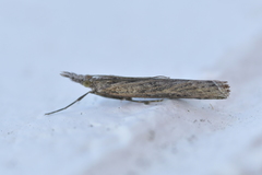 Orocrambus cyclopicus