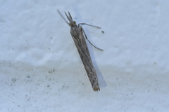 Orocrambus cyclopicus
