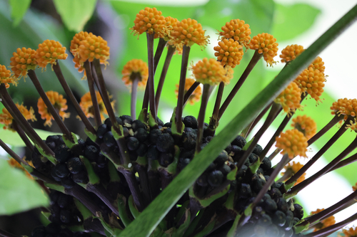 Osmoxylon truncatum observed 2026-04-10