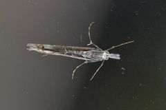 Orocrambus cyclopicus