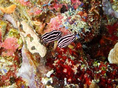 Phyllidiella