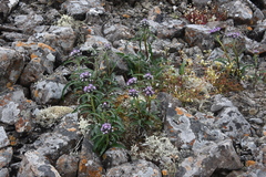 Saussurea denticulata