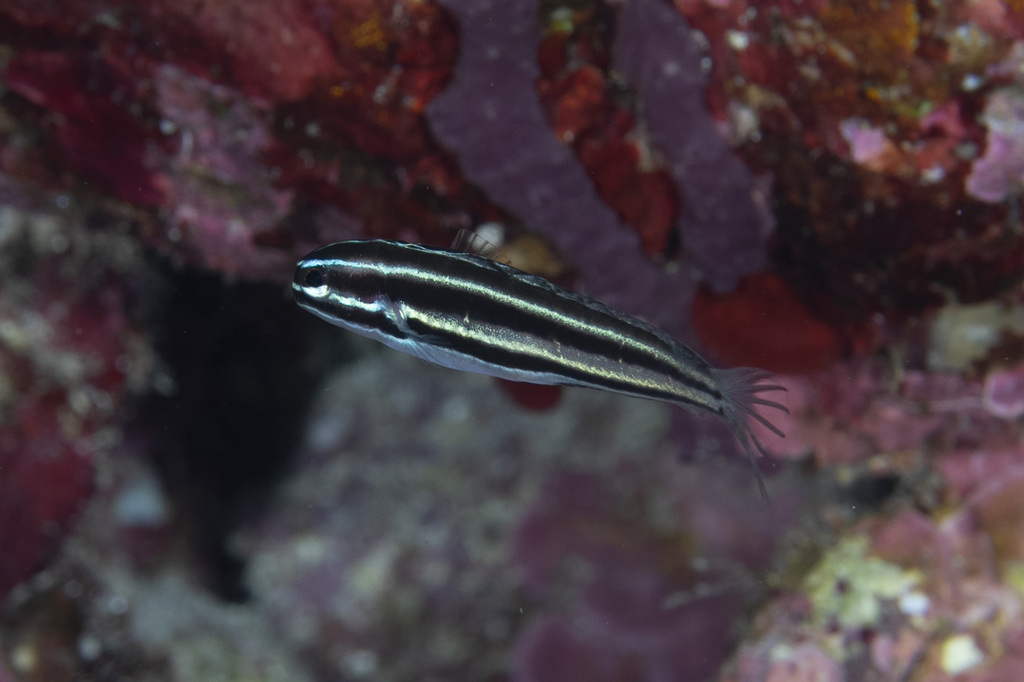Manus fangblenny (Meiacanthus limbatus) — Blenniidae