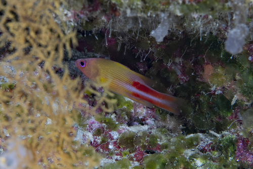 Liopropoma observed 2026-04-27