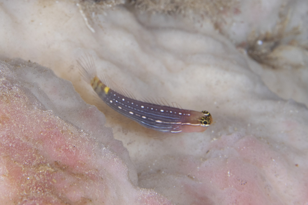 Pictus Blenny (Ecsenius pictus)