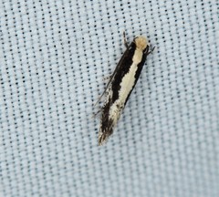 Monopis dorsistrigella