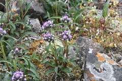 Saussurea denticulata