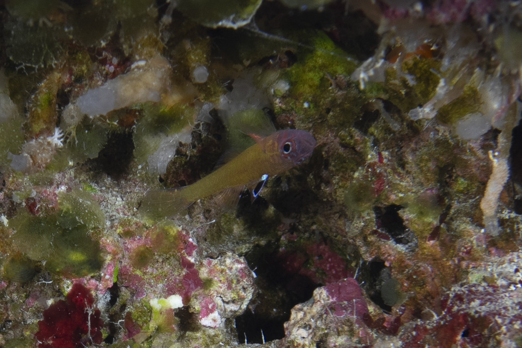 Marg's Pygmygoby