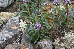 Saussurea denticulata