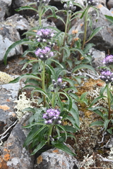 Saussurea denticulata