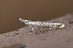 Orocrambus cyclopicus