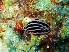 Phyllidiella
